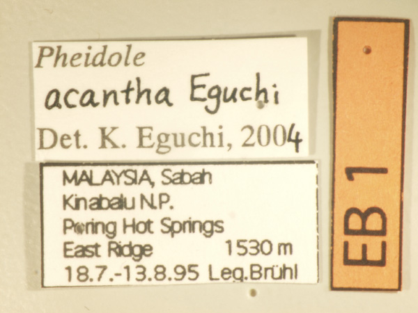 Pheidole acantha Eguchi,2001 Label