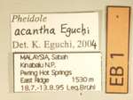 Pheidole acantha Eguchi,2001 Label