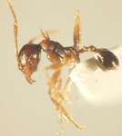 Pheidole acantha Eguchi,2001 lateral