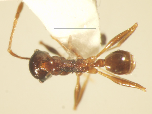 Pheidole acantha Eguchi,2001 dorsal