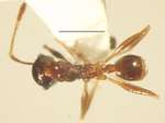 Pheidole acantha Eguchi,2001 dorsal