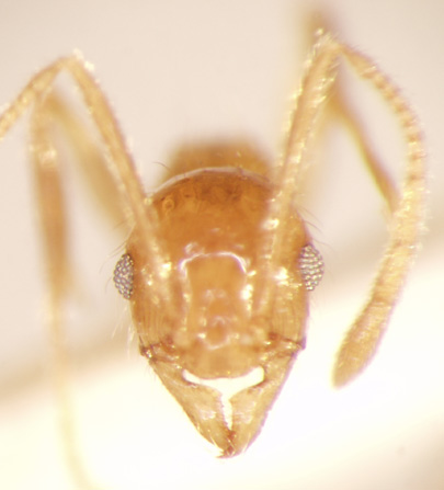 Pheidole annexus Eguchi,2001 frontal