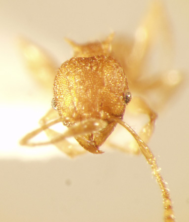 Pheidole aristotelis Forel,1911 frontal