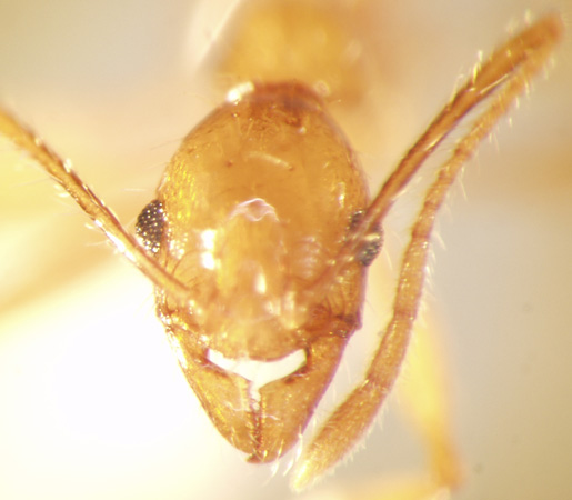 Pheidole cariniceps Eguchi,2001 frontal