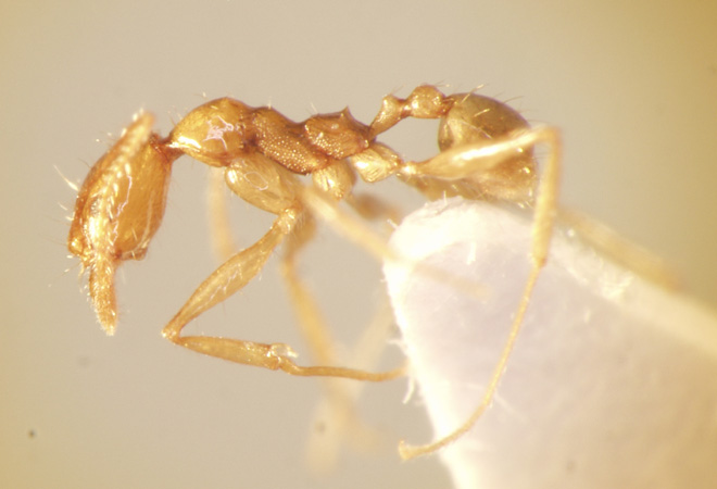 Pheidole cariniceps Eguchi,2001 lateral