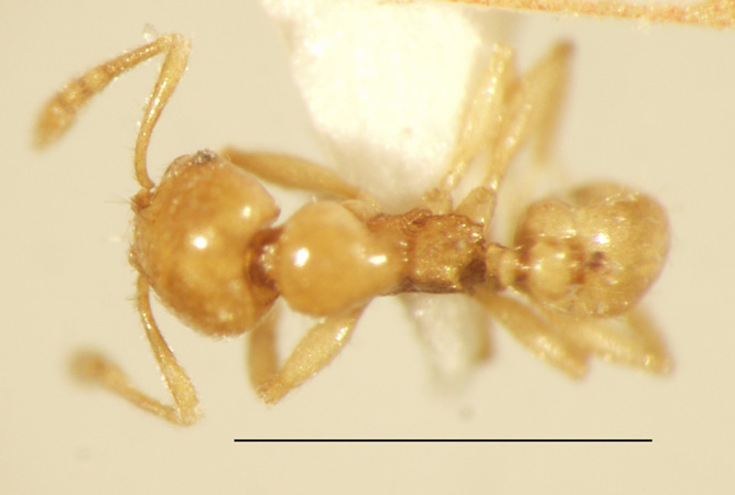 Pheidole deltea Eguchi,2001 dorsal