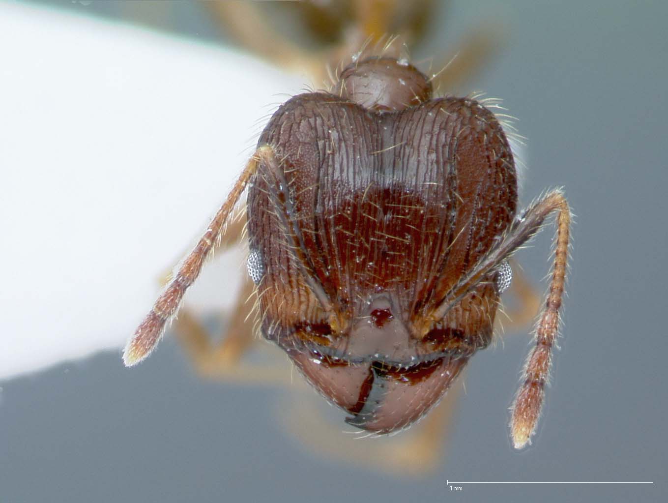 Pheidole fervens Smith, 1858 frontal