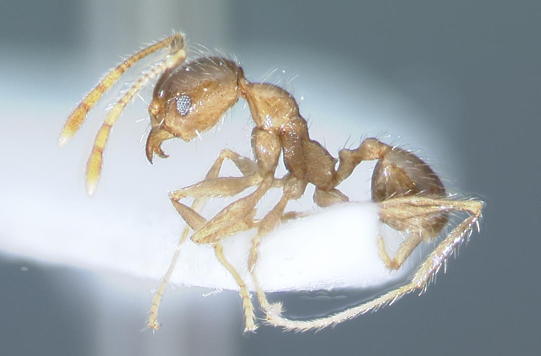 Pheidole fervens Smith, 1858 lateral