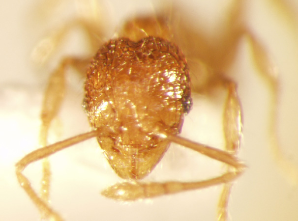 Pheidole gombakensis Eguchi,2001 frontal