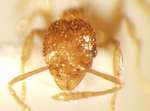 Pheidole gombakensis Eguchi,2001 frontal