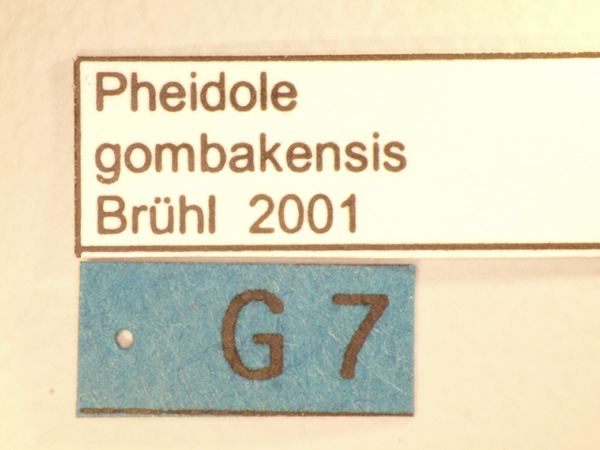 Pheidole gombakensis Eguchi,2001 Label