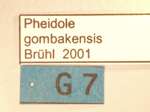 Pheidole gombakensis Eguchi,2001 Label