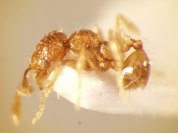 Pheidole gombakensis Eguchi,2001 lateral