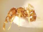 Pheidole gombakensis Eguchi,2001 lateral