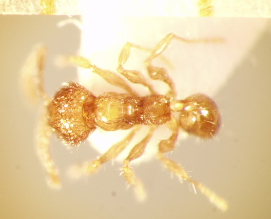 Pheidole gombakensis Eguchi,2001 dorsal