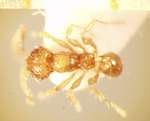 Pheidole gombakensis Eguchi,2001 dorsal