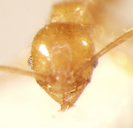 Pheidole lucioccipitalis Eguchi,2001 frontal