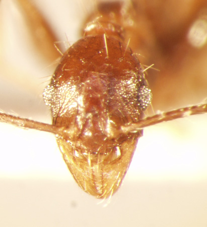 Pheidole plagiaria Smith,1860 frontal