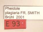 Pheidole plagiaria Smith,1860 Label