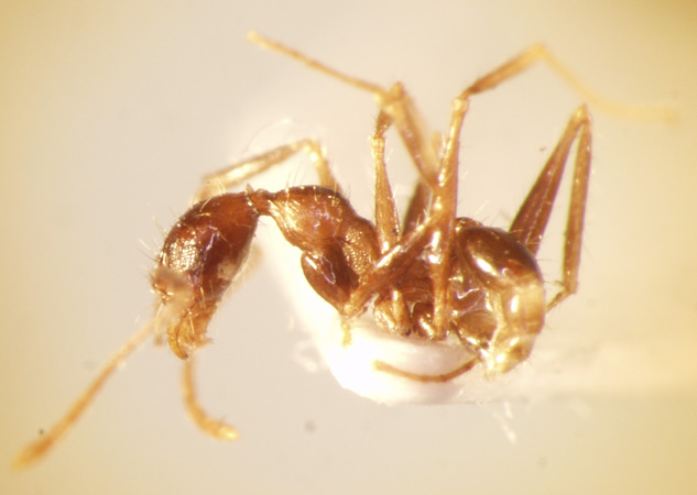 Pheidole plagiaria Smith,1860 lateral