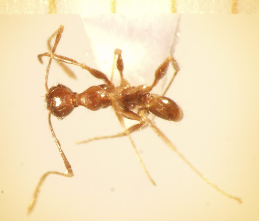 Pheidole plagiaria Smith,1860 dorsal