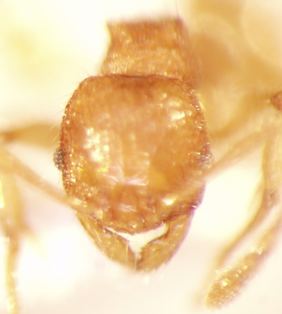 Pheidole poringensis Eguchi,2001 frontal