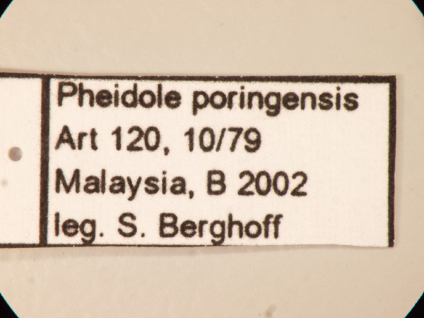 Pheidole poringensis Eguchi,2001 Label