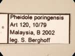 Pheidole poringensis Eguchi,2001 Label