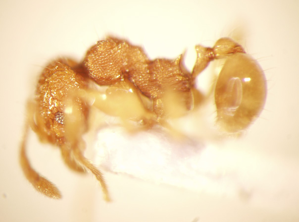 Pheidole poringensis Eguchi,2001 lateral