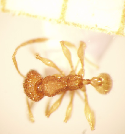 Pheidole poringensis Eguchi,2001 dorsal