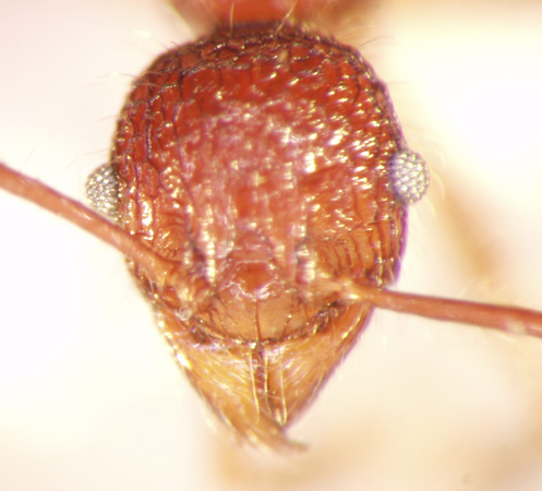 Pheidole quadrensis Forel,1900 frontal