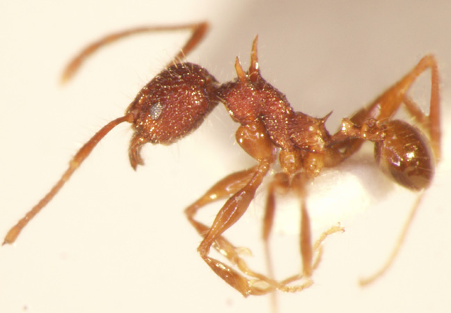 Pheidole quadrensis Forel,1900 lateral