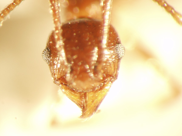 Pheidole quadricuspis Emery,1900 frontal