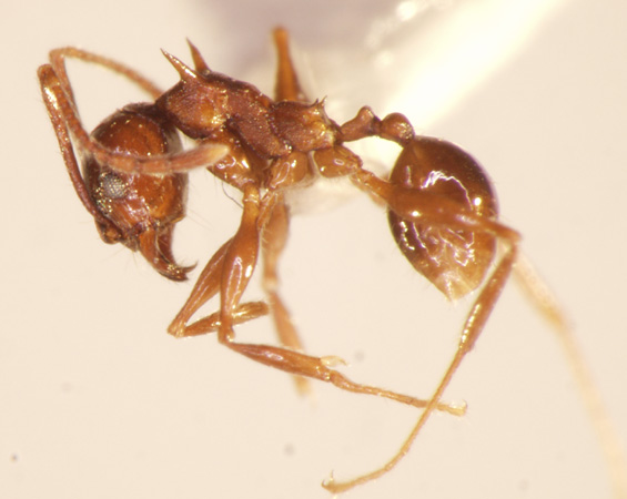 Pheidole quadricuspis Emery,1900 lateral