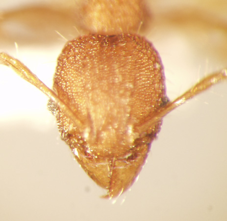 Pheidole rabo Forel,1913 frontal