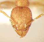 Pheidole rabo Forel,1913 frontal