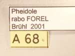 Pheidole rabo Forel,1913 Label