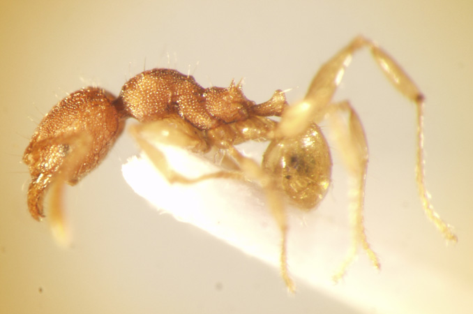 Pheidole rabo Forel,1913 lateral