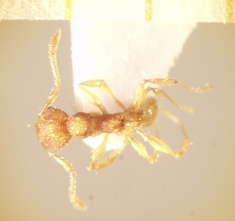 Pheidole rabo Forel,1913 dorsal