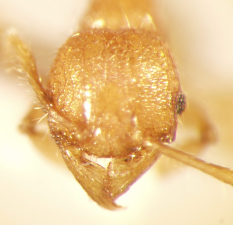 Pheidole retivertex Eguchi,2001 frontal