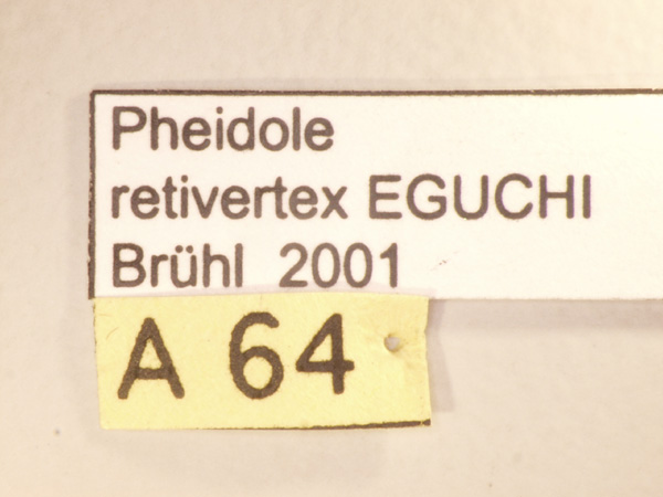 Pheidole retivertex Eguchi,2001 Label