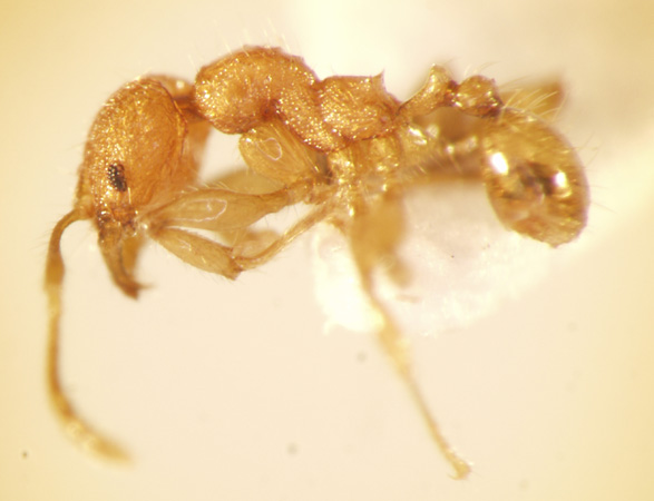 Pheidole retivertex Eguchi,2001 lateral