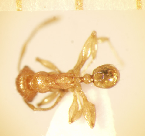 Pheidole retivertex Eguchi,2001 dorsal