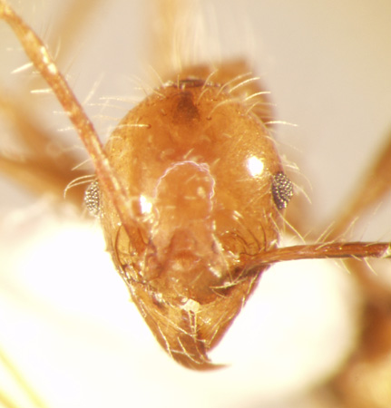 Pheidole sabahna Eguchi,2000 frontal