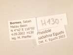 Pheidole sabahna Eguchi,2000 Label