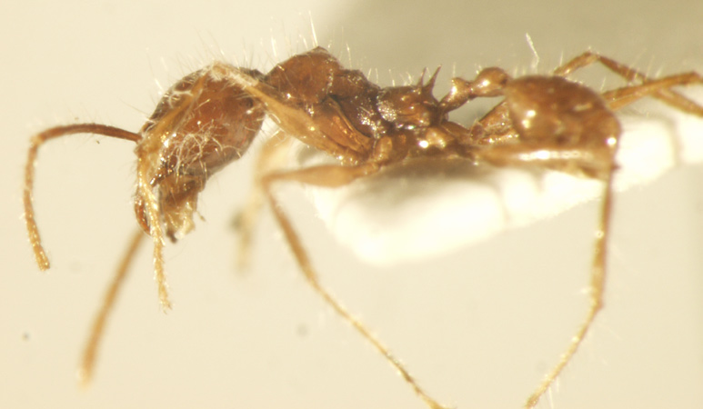 Pheidole sabahna Eguchi,2000 lateral