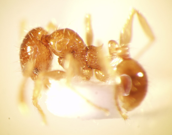 Pheidole sarawakana Forel,1911 lateral