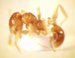 Pheidole sarawakana Forel,1911 lateral