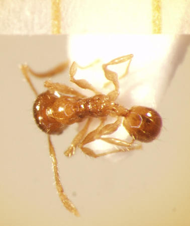 Pheidole sarawakana Forel,1911 dorsal