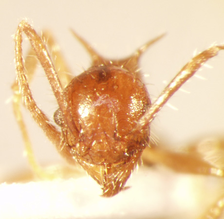 Pheidole spinicornis Eguchi,2001 frontal